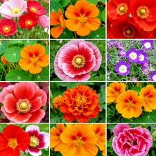 2000+ SEEDS WILDFLOWERS AUTUMN BUTTERFLY POLLINATORS HUMMINGBIRD FREE SHIPPING