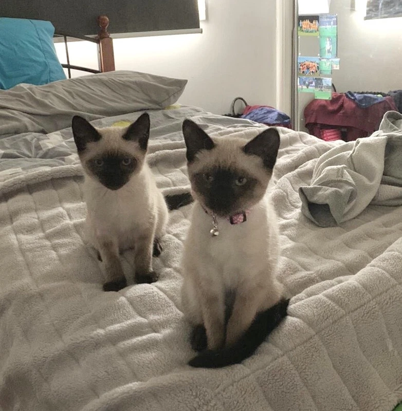 Siamese X Burmese Kittens Cats Kittens Gumtree Australia Gold Coast North Oxenford 1253755337