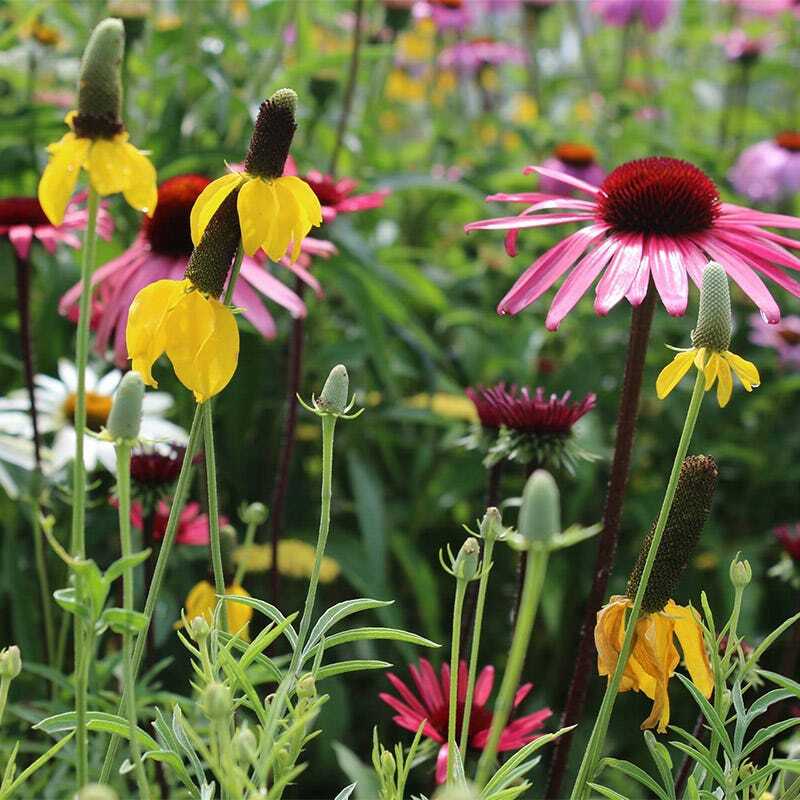 rue plant seeds Rue Seeds | Herb Seeds 100 Seeds