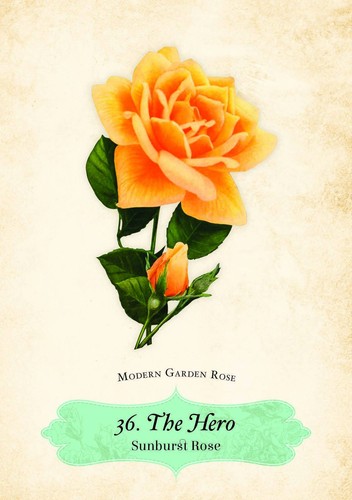 Oracle Of The Roses Cards Rockpool Cheralyn Darcey 44 Divinely Illustrated NEW - Foto 10 di 14