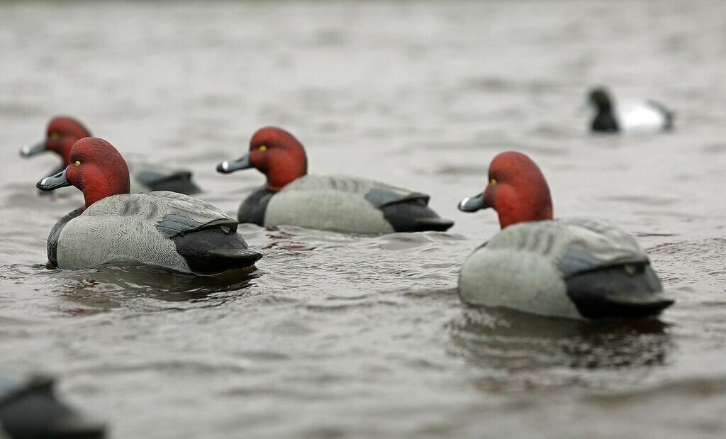 New! GHG OverSize Redhead Decoys Foam filled Qty 6 Hunter Series