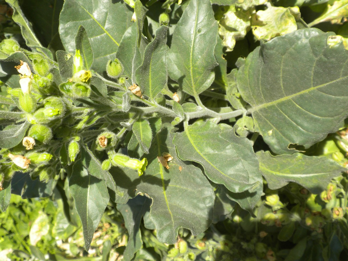 organic heirloom tobacco seeds Seeds- Shirazi Tobacco- 100 Rare Heirloom -great Potted Container Plant -lovely Aromatic Blossoms -nicotiana Tobacum A Finland strain that came from only 400 miles from the Arctic Circle Tobacco Seeds - Baiano |