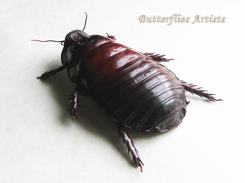 Giant Burrowing Cockroache Macropanesthia Rhinoceros Framed