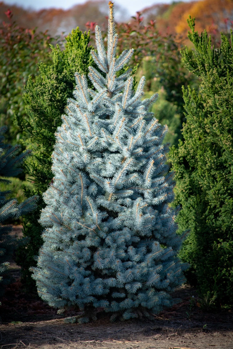 Spruce Christmas Tree