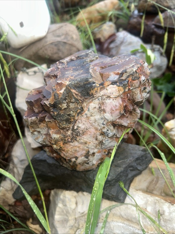 Beautiful Raw Arkansas Petrified Wood Brown Red Large