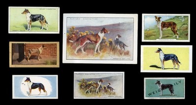 SMOOTH COLLIE SHEEPDOG DOG Vintage Zigaretten- & Sammelkarten x 8 alle original