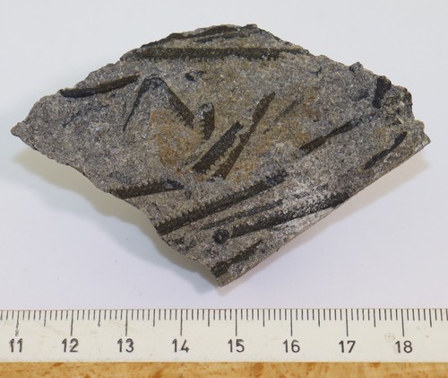 Graptolite, Monograptus sp., Silur, Laesa, Bornholm, Danimarca -L187 - Foto 5 di 5