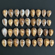 Erronea onyx f. draco, Cypraea onyx f. draco 24-32mm cowries from East China Sea