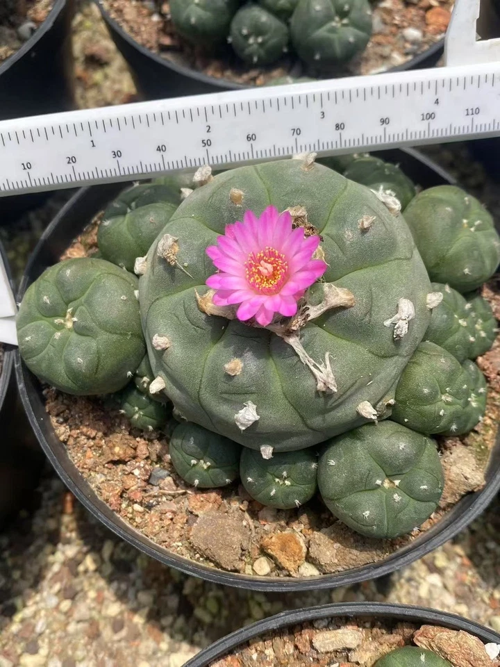 10-12CM LW Multi Heads Cactus Plant selfroot Beautiful Garden Décor Boutique - Image 3 of 4