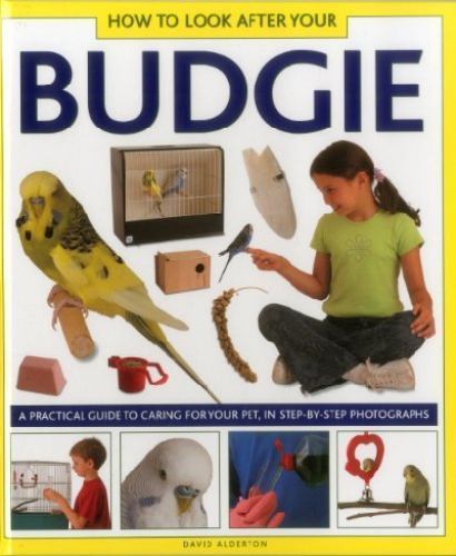 How to Look after Your Budgie : A Practical Guide to Caring for Your Pet, in ...