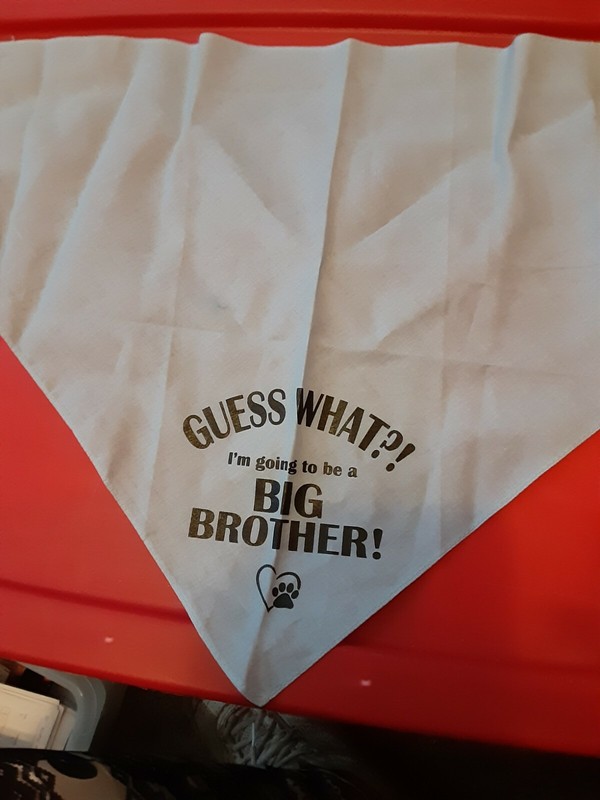 Dog Bandana Guess What?! I"m Going To Be A Big Brother