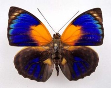 Agrias phalcidon fournierae - AgriasButterflies.com