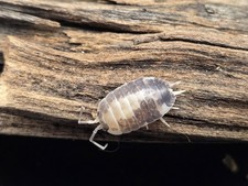 Isopod Porcellio "MilkBack" 10ct MIX SIZE