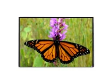 WINGS Craft & Fundraising Supply RFID ArmorShield Protected Debit Credit Card...