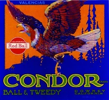 Downey Condor Bird Orange Citrus Fruit Crate Label Art Print