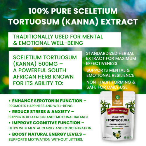 Sceletium Tortuosum (Kanna) 500mg 200 capsule 100% pianta intera selvatica - Foto 3 di 6