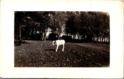 A Lone Dog Walks Across A Field Near Trees Today RPPC Real Photo Postcard TPR23