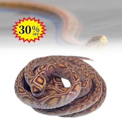 Burmese Python Rubber Snake-M Burmese Python Rubber Snake-M