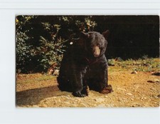 Postcard Native Black Bear, Great Smoky Mountain Park