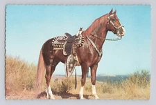 Hoss The Horse VINTAGE POSTCARD C1661