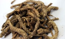 Kutki Picrorrhiza root Pichrohiza Kurroa Royle exBenth Kharabake Katuka WHOLE