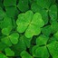 clover.312