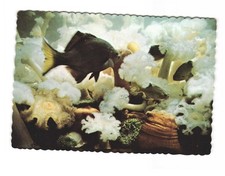 ANEMONE Seaside Aquarium Seaside Oregon Vintage postcard Unposted