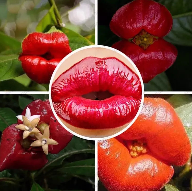 Psychotria elata 2024