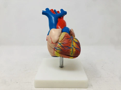 Pac-Sci Life Size Human Heart Model Cardiology Anatomy - Comes Apart 