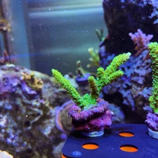 Green Slimer Acropora - WYSYWYG LIVE CORAL (A5)