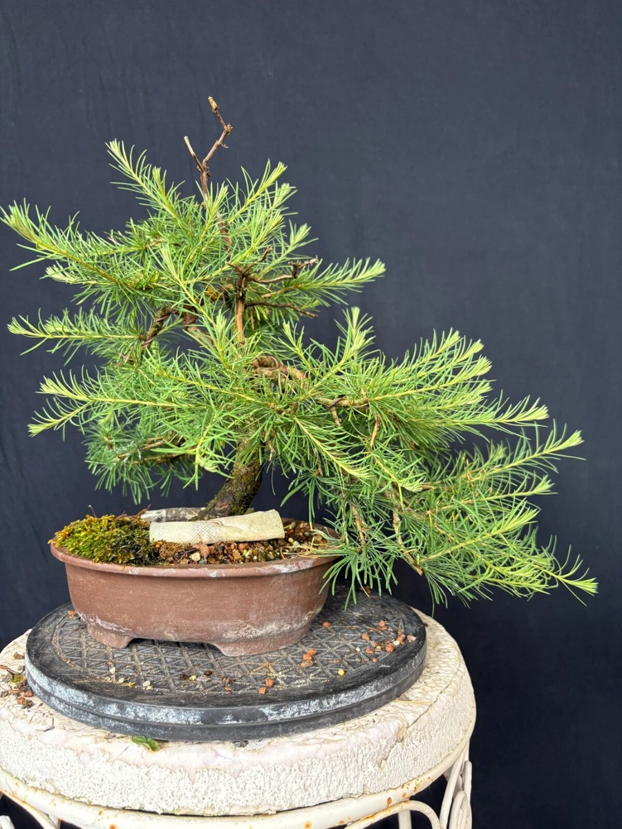 Lrchen-Bonsai-Pre-Bonsai - Pflanzen, Bume & Strucher Bonsai online kaufen  | eBay.de