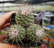 Multi Heads Plant SucculentLive Strombocactus disciformis Self Rooted WYSIWYG