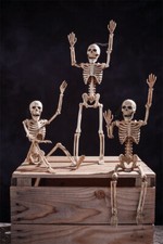 14" Posable Skeleton - Fun World