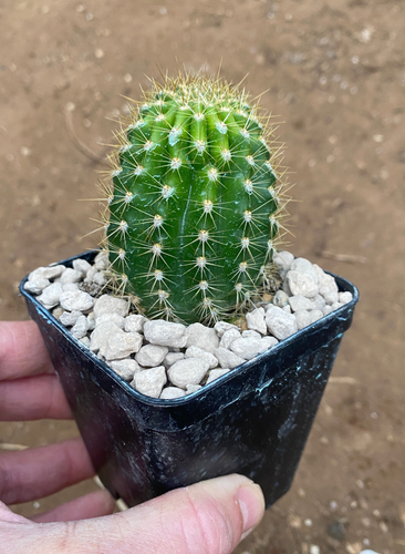 T.CEREUS HYBRID (2) - CACTUS - PIANTA DA GIARDINO - VASO Ø8 - Foto 3 di 4