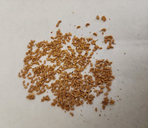 2024 SARRACENIA SEEDS: (JUDITH HINDLE X LEAH WILKERSON) X PURP VENOSA TATTNALL - Picture 4 of 5