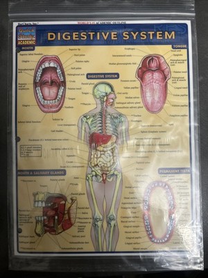 Digestive System Study Chart