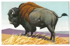 Bison c1958 National Wildlife Federation 1972 First Day of Issue stamp, Sheep
