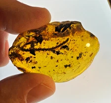 A101 BU2249 Long Botanical Wasp roaches fibers big Burmese Amber Burmite 99mya