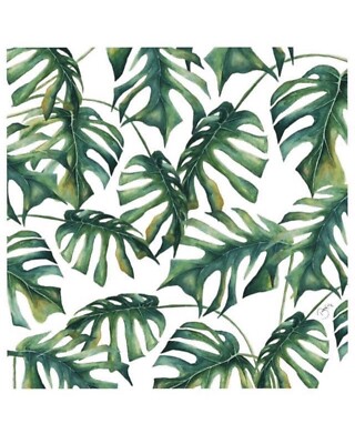 philodendron dark form Philodendron Black Billietiae starter plant **(ALL plants require you –  GoldenGreeneryCo main image 1
