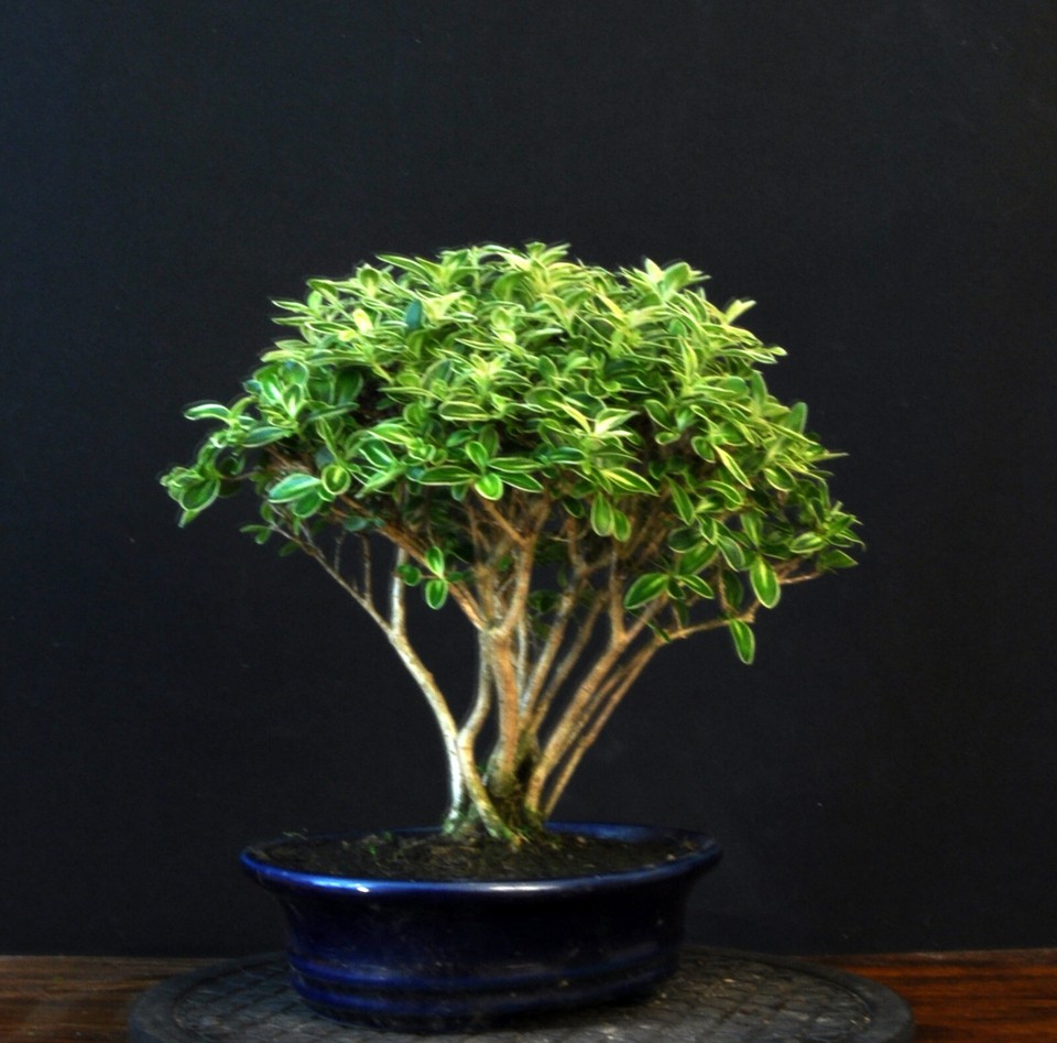 BONSAI JUNISCHNEE SERISSA FOETIDA VARIEGATA BAUM DER TAUSEND STERNE