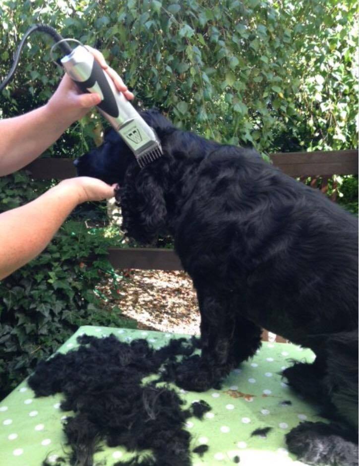 Professional Cocker Spaniel Dog Clipper Set with 4 Comb Guides and 10