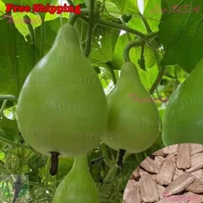 Pear Shape Bottle Gourd SEEDS | NON-GMO