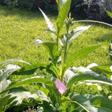 Habano Tobacco-2000 300+ piezas semillas frescas, Nicotiana tabacum, semillas de tabaco