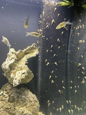 Live Malaysian trumpet snails   25   snails