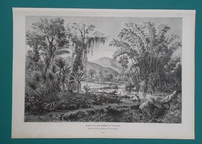 VENEZUELA Tropical Scenery near San Crystobal - 1884 Antique Print