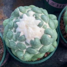 Cactus Succulent Plant Coryphantha Elephantidens Inermis Beautiful Cacti 8-9cm