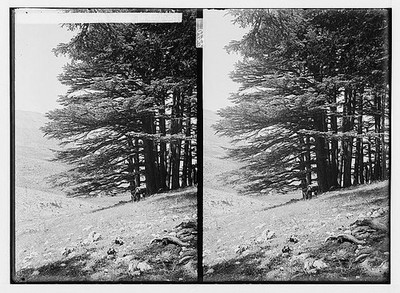 Trees,shrubs,Cedars of Lebanon,Cedrus libani Barr,Middle East,American Colony