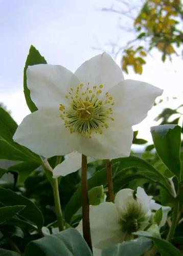 Helleborus niger | Lenten & Christmas Rose | Black Hellebore | 10_Seeds