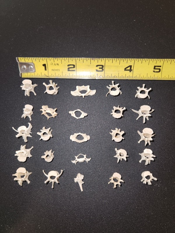 Small Rodent Vertebrae Bones - 25 pieces