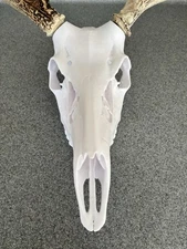 Deer skull European mounting kit for antlers/sheds